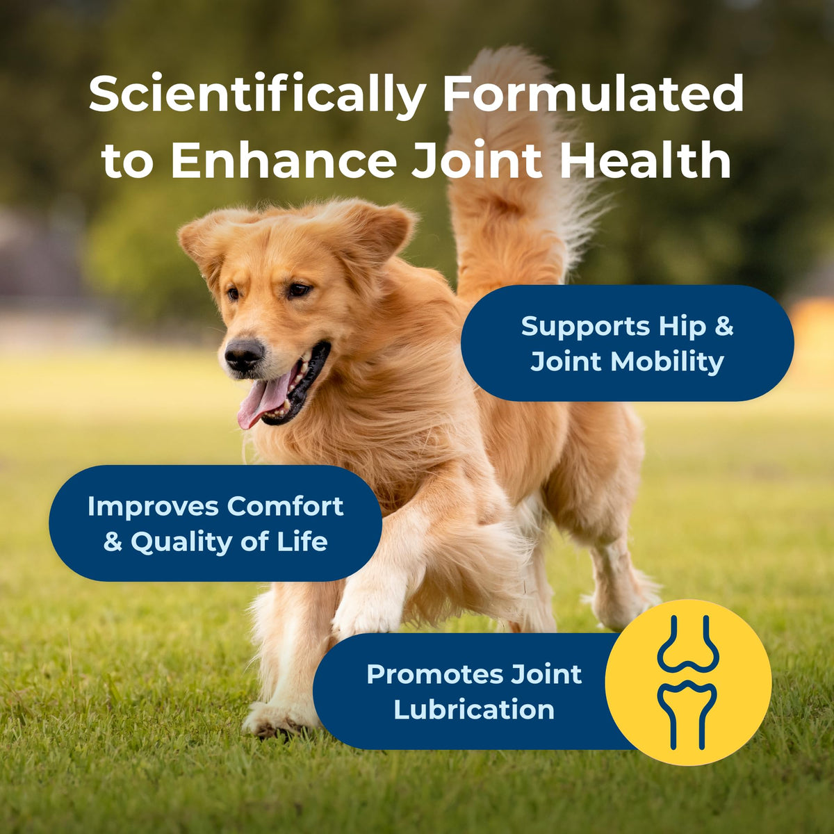 Joint Health & Mobility Soft Chews for Dogs 45 Count G55845
